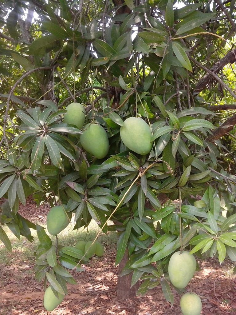Banganapalli Mango plant/பங்கனப்பள்ளி TOF GARDENS