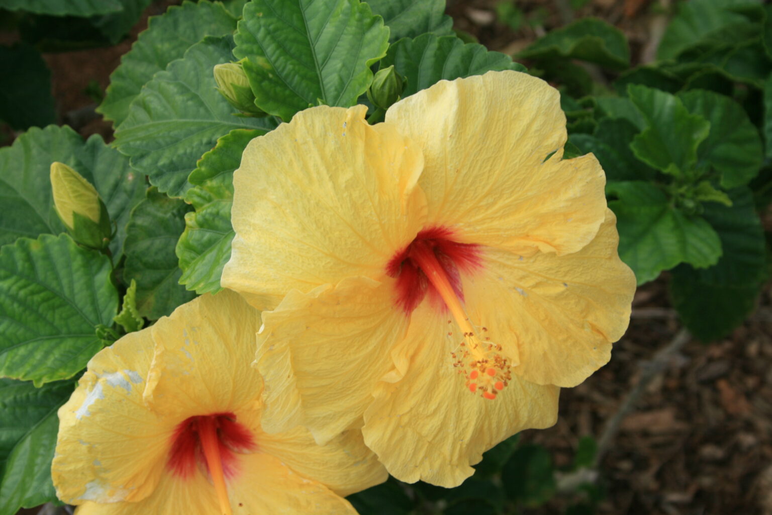 Yellow Hibiscus செம்பருத்தி கலர் TOF GARDENS
