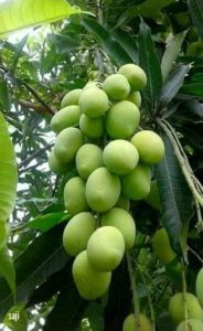 rumani mango in telugu