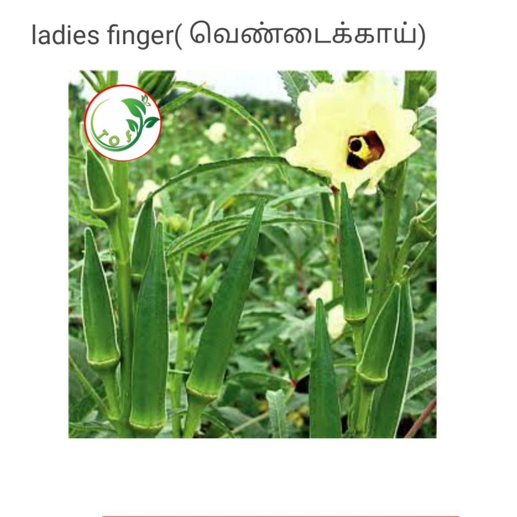ladies-finger-tof-gardens