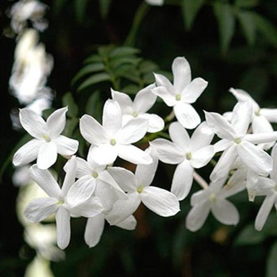 The Advantages And Disadvantages Of Buying Jasmine Flowers