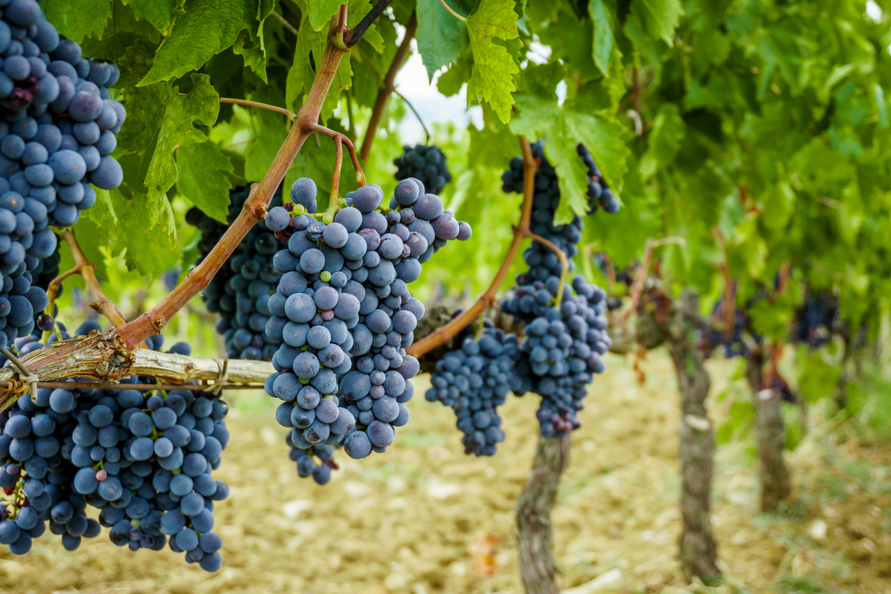 Grapes TOF GARDENS