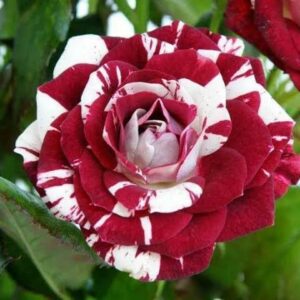 Double colour rose