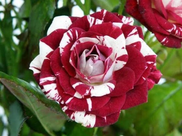 Double colour rose