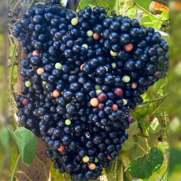 Cambodian Wild Grape, Hybrid Exotic 1 Live Fruit Plant