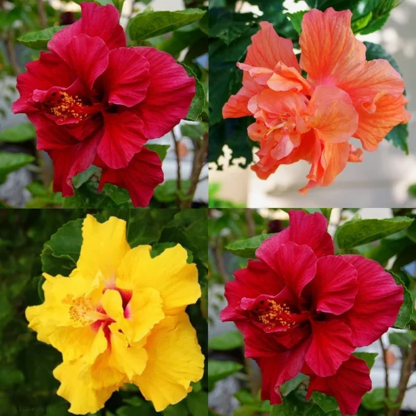 Adukku semparuthi (Multi petels hybiscus) special free shipping offer