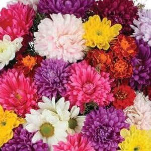 Sevanthi offer  15 plants 200 only mega offer