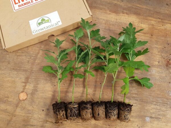 Sevanthi offer  15 plants 200 only mega offer - Image 4