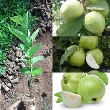 1kg koyya live plant kilo guavalive plant, so big size fruit plant - Image 2
