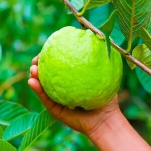 1kg koyya live plant kilo guavalive plant, so big size fruit plant