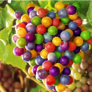 Rainbow Grapes, Live Fruit Plant , healthy plant