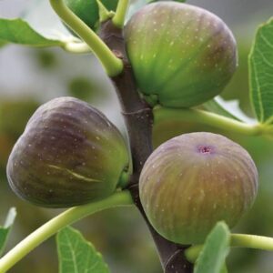 Israel athi  live plant