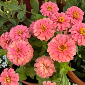 Zinnia peach colour live plant