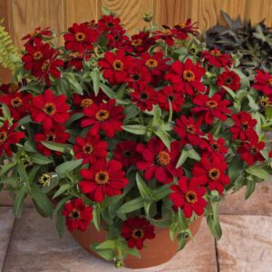 Zinnia dark red colour live plant
