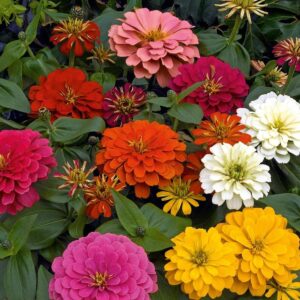 Zinnia 6 different colour combo live plant