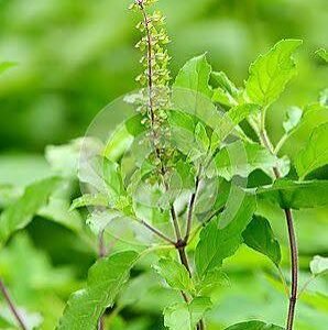 Tulsi