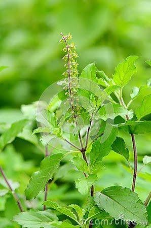 Tulsi