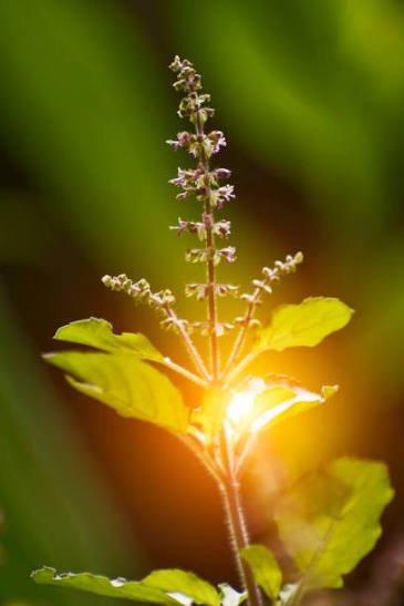 Tulsi